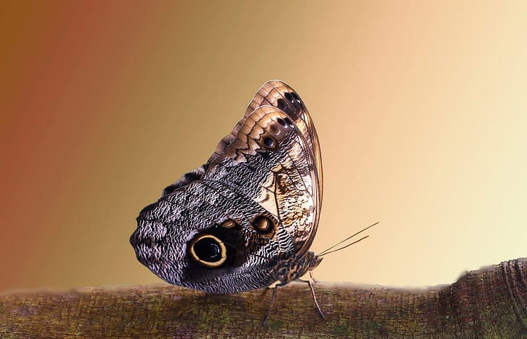 butterfly, butterfly wings, lepidoptera